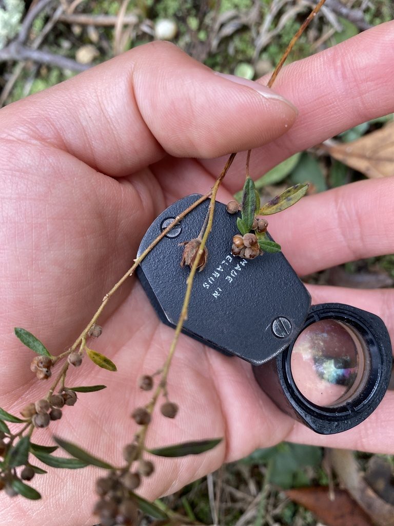 Crocanthemum propinquum, photographed by Zihao Wang