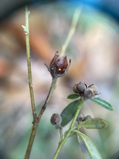 Crocanthemum propinquum, photographed by Zihao Wang