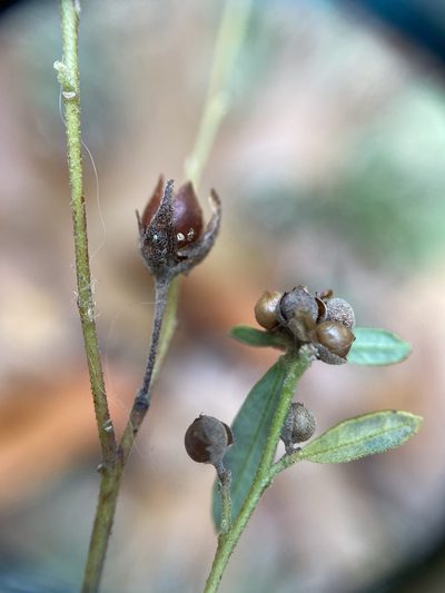 Crocanthemum propinquum, photographed by Zihao Wang