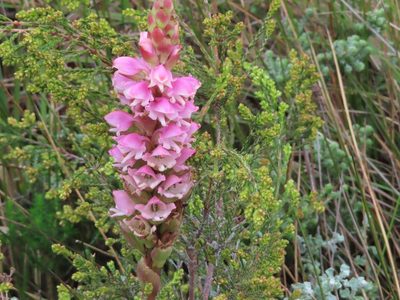 Satyrium carneum, photographed by linkie