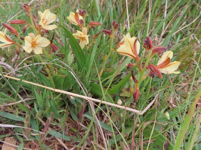 Wachendorfia paniculata, photographed by linkie