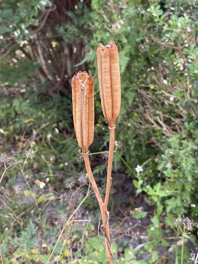 Lilium philippinense, photographed by Ingolf Askevold