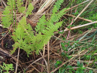 Thelypteris confluens, photographed by linkie