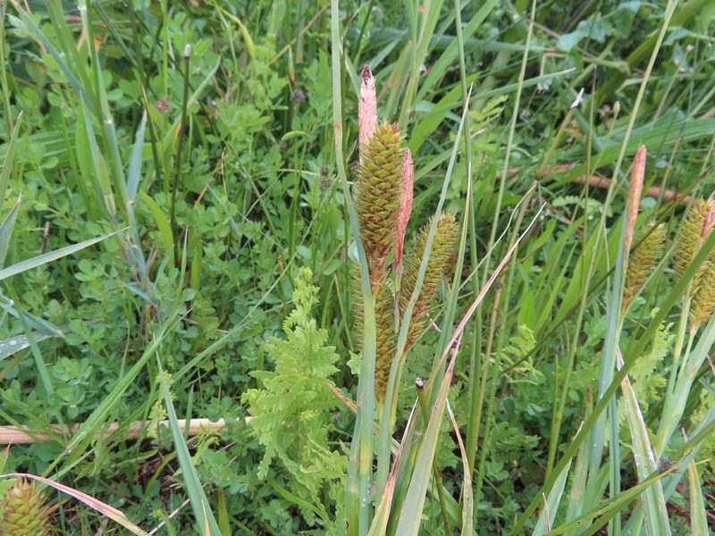 Carex clavata, photographed by linkie