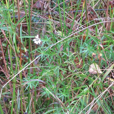 Achillea ptarmica