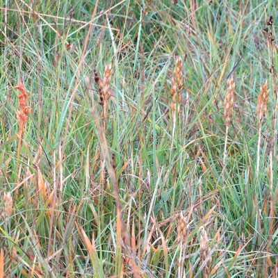 Narthecium ossifragum, photographed by R Clarke