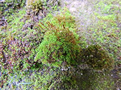 Bryoerythrophyllum recurvirostrum, photographed by Susan Marley