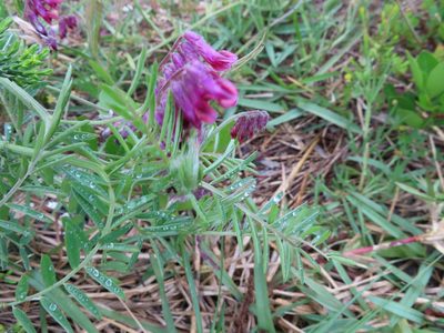 Vicia benghalensis, photographed by linkie