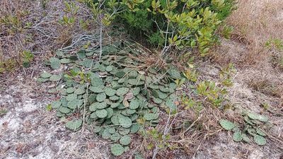 Opuntia humifusa