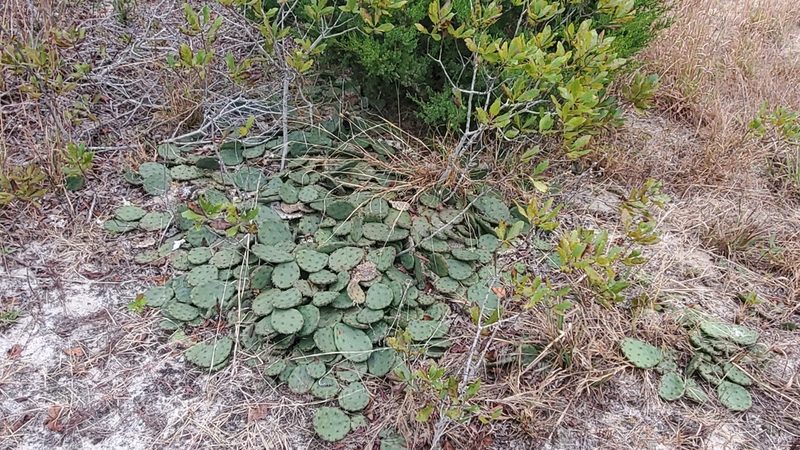 Opuntia humifusa, photographed by Craig Martin