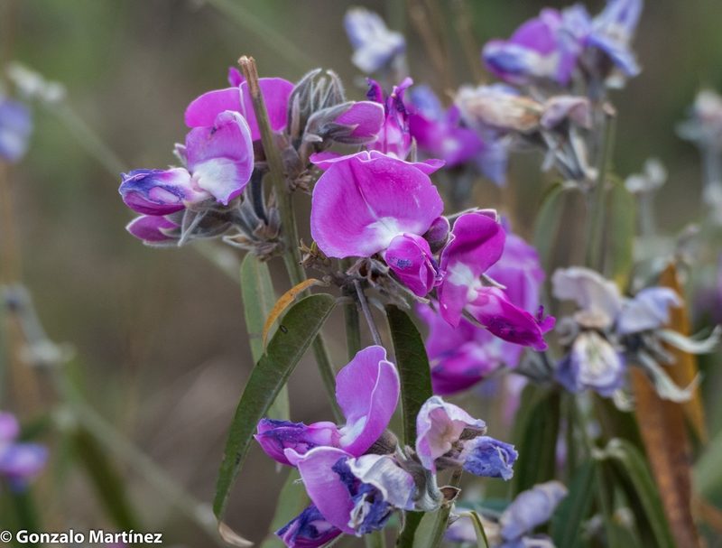 Collaea argentina, photographed by Gonzalo Martinez