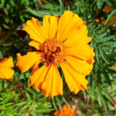 Tagetes erecta, photographed by Juan Carlos Fonseca Mata