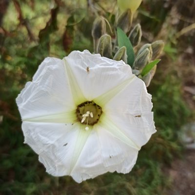 Ipomoea murucoides, photographed by Juan Carlos Fonseca Mata