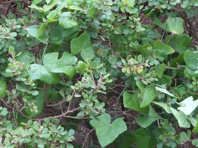 Kedrostis nana, photographed by linkie