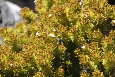 Thesium viridifolium, photographed by Tony Rebelo