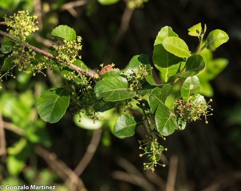 Schinus gracilipes, photographed by Gonzalo Martinez
