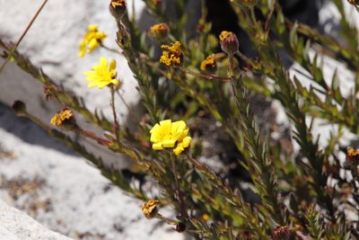 Osteospermum polygaloides, photographed by Tony Rebelo