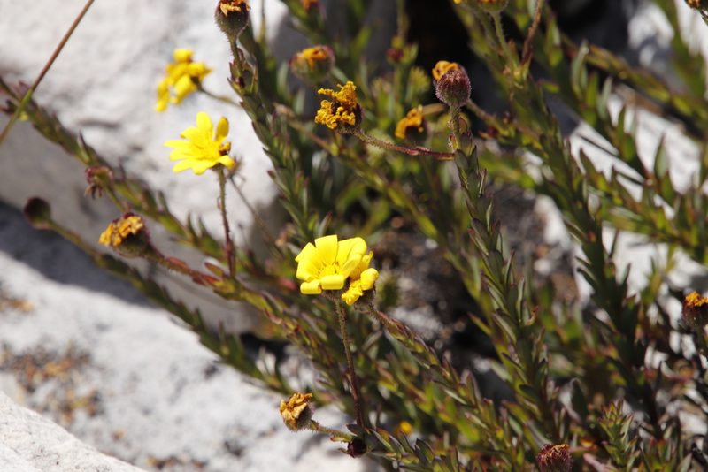 Osteospermum polygaloides, photographed by Tony Rebelo
