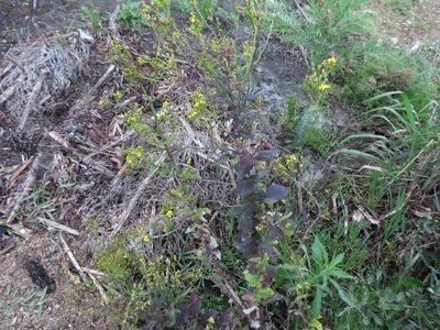 Senecio subcanescens, photographed by linkie