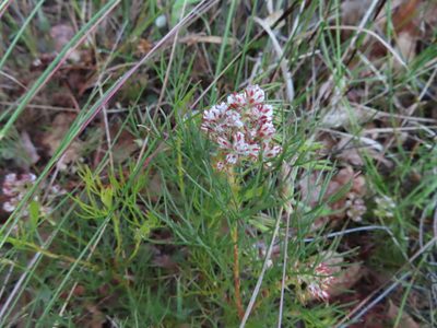 Serruria rubricaulis, photographed by linkie