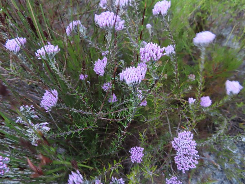 Metalasia erubescens, photographed by linkie