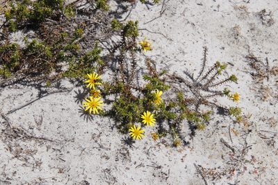 Cullumia setosa, photographed by Tony Rebelo