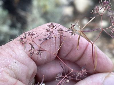 Euphorbia revoluta, photographed by CK2AZ
