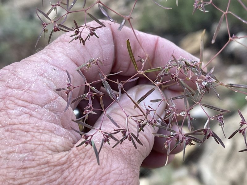 Euphorbia revoluta, photographed by CK2AZ