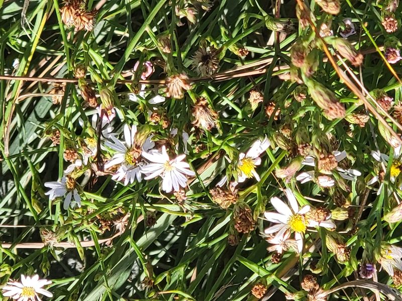 Symphyotrichum tenuifolium, photographed by Susan Christman Williams
