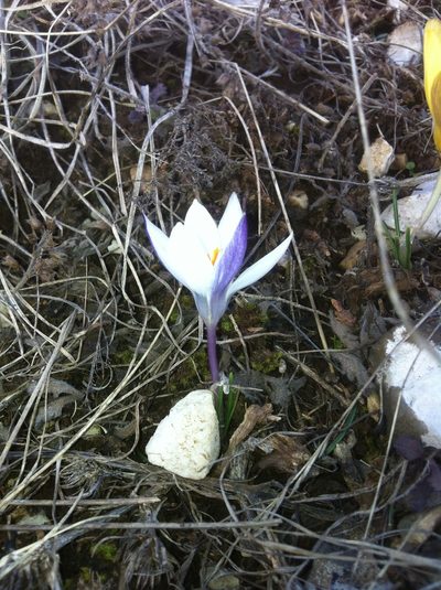Crocus weldenii, photographed by Mirko Ubović