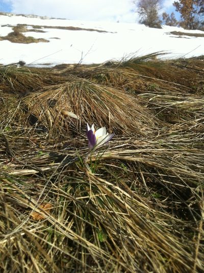 Crocus weldenii, photographed by Mirko Ubović