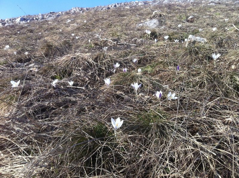 Crocus weldenii, photographed by Mirko Ubović