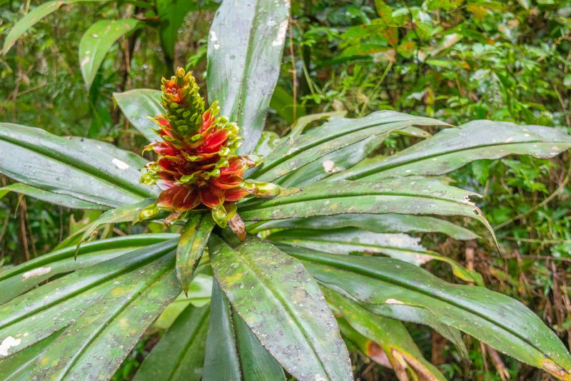 Costus guanaiensis, photographed by Anthony Batista