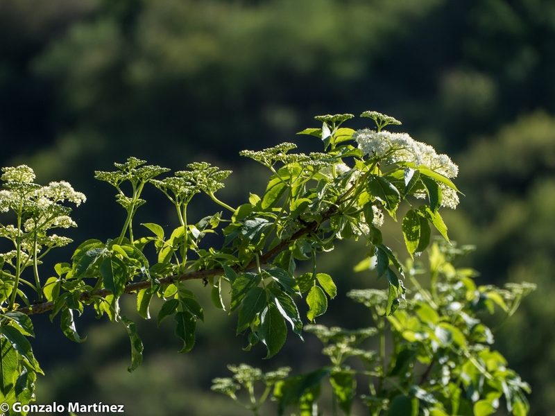 Sambucus peruviana, photographed by Gonzalo Martinez