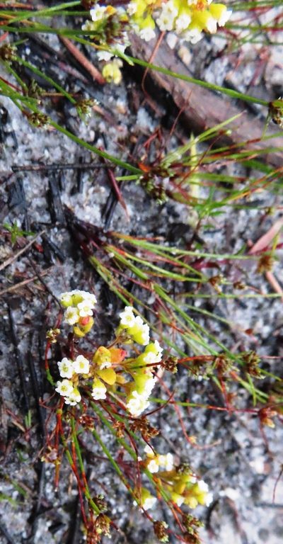 Crassula filiformis, photographed by linkie