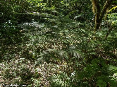 Pteris deflexa, photographed by Gonzalo Martinez