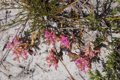 Aizoon paniculatum, photographed by Tony Rebelo