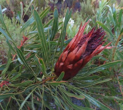 Protea longifolia, photographed by linkie