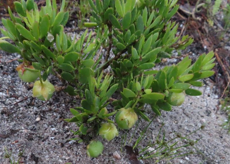 Roepera flexuosa, photographed by linkie