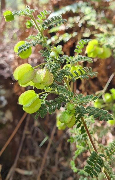 Dodonaea pinnata, photographed by Petra Holland