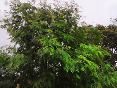 Acacia elata, photographed by linkie