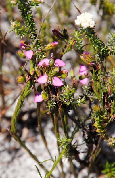 Polygala recognita, photographed by Tony Rebelo