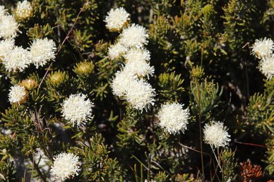 Agathosma hookeri, photographed by Tony Rebelo