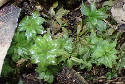 Rhodobryum commersonii, photographed by Nicola van Berkel