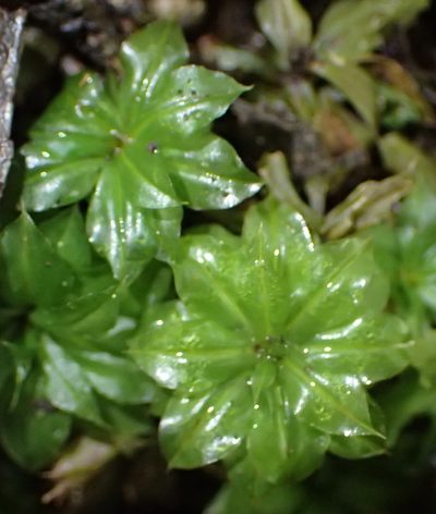 Rhodobryum commersonii, photographed by Nicola van Berkel