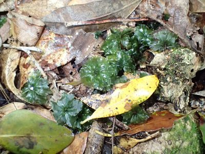 Rhodobryum commersonii, photographed by Nicola van Berkel