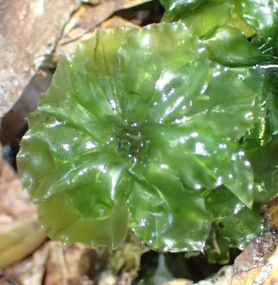 Rhodobryum commersonii, photographed by Nicola van Berkel