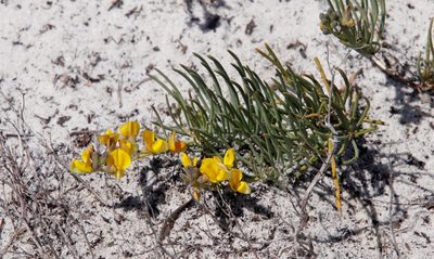 Lebeckia meyeriana, photographed by Tony Rebelo