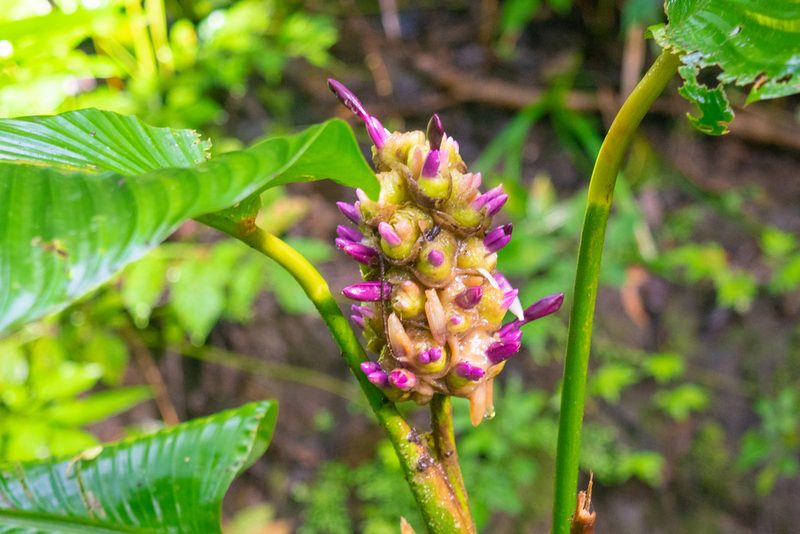 Goeppertia latifolia, photographed by Anthony Batista