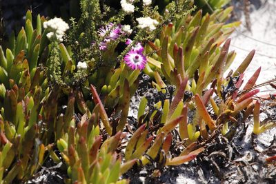 Ruschia sarmentosa, photographed by Tony Rebelo